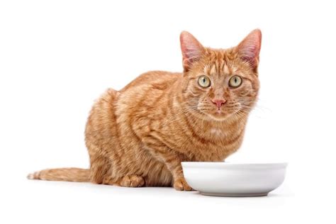 The 10 Best Foods For Senior Cats Top Picks For Healthy Aging