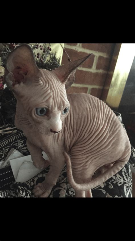 We also strive to create an we will get your hairless cat for sale hooked up with a top notch pet courier for delivery. Sphynx Cats For Sale | Fairborn, OH #216415 | Petzlover