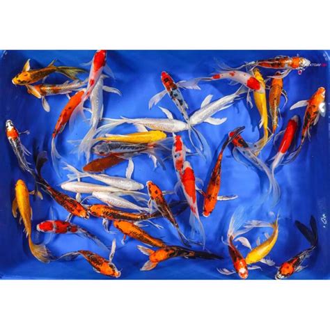 Butterfly Koi Pond Packs Koi Fish For Sale Next Day Koi