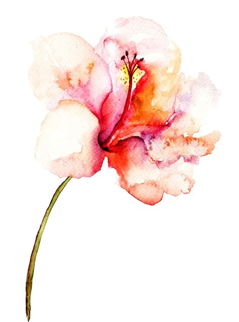 Watercolor Pink Flower Painting Flower Drawing Pink Watercolor