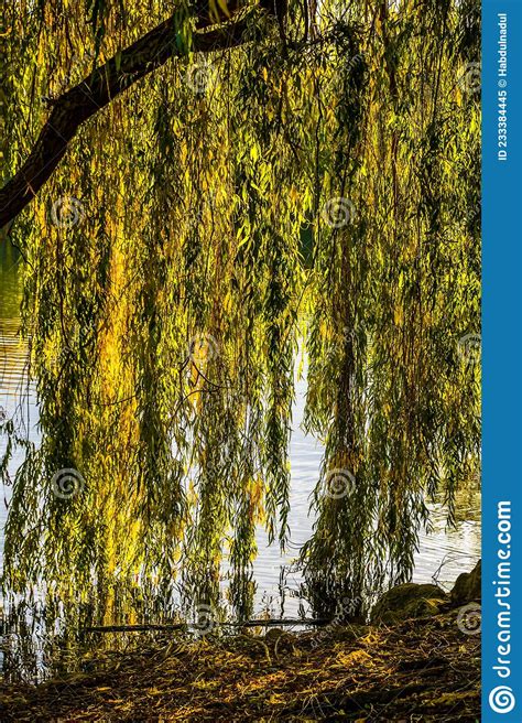 Hanging Branches Of Weeping Willow At Lake Stock Image Image Of Water