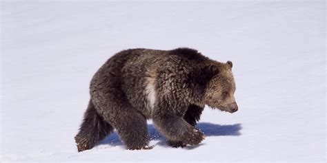 Yellowstone Grizzlies Are Being Delisted From The Endangered Species