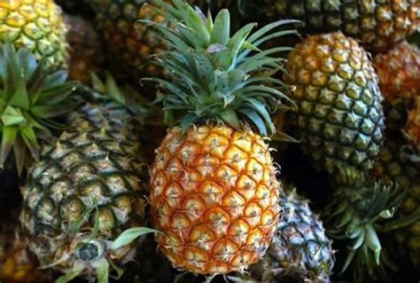 The ministry of agriculture and food industries (malay: Risk to local crops from Malaysian pineapple imports ...