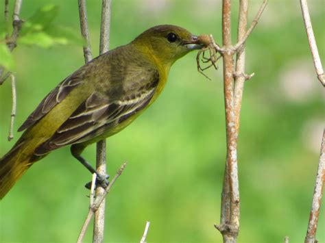 Female Orchard Oriole - Birds and Blooms