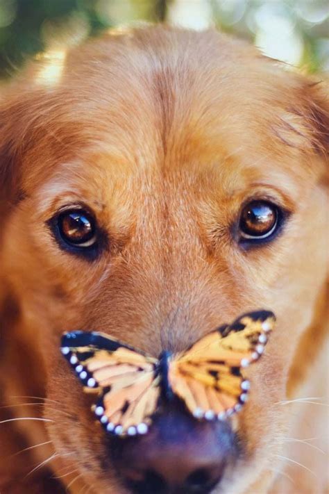 Golden Retriever With A Butterfly On Its Nose Cute