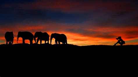 Photographer At Sunset Wild Elephants Silhouette 4k Wallpapers Hd