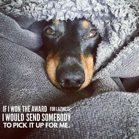 Pin On Dachshund Quotes