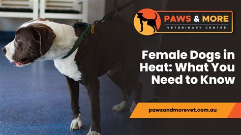 Why Is My Female Dogs Private Area Swollen Discover The Causes And