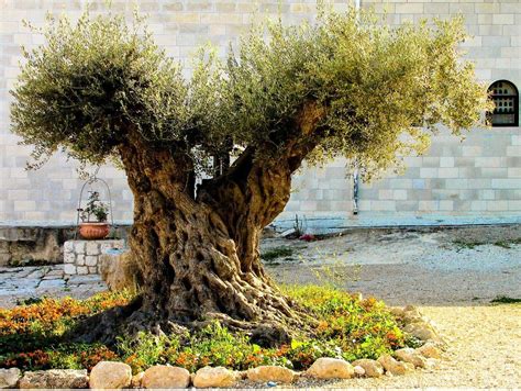 Olive Trees In Israel Olympia Boggs