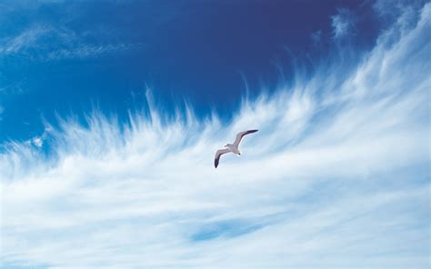 Sky Bird Flying Free Clouds Seagull Wallpaper Animals