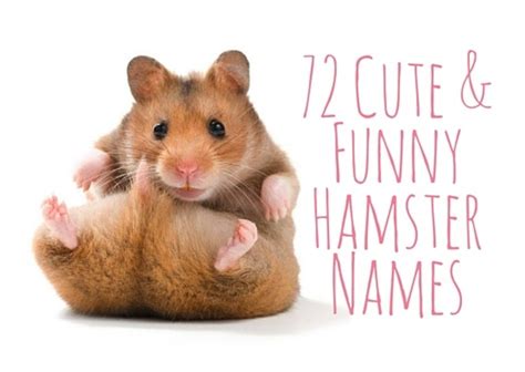 Hamster Names List