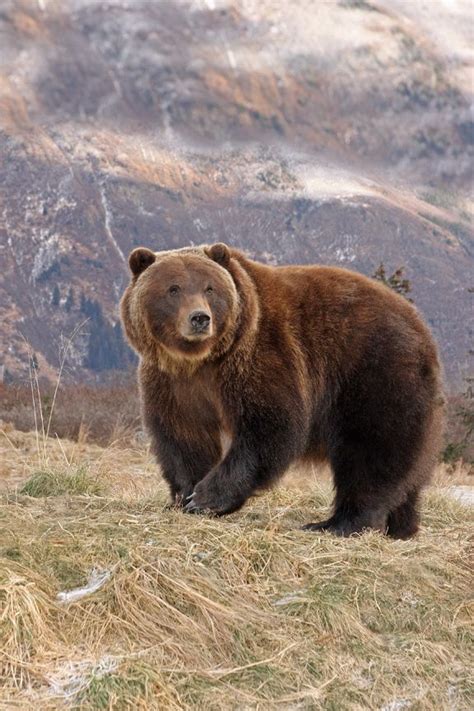 Female Interior Grizzly Grizzly Bear Bear Photos Animals Wild