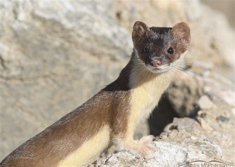 Long Tailed Weasel Portrait On The Last Day Of Summer On The Wing