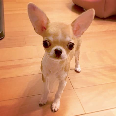 Pin By Jesus Yee On Perros Chihuahua Cute Chihuahua Chihuahua Dogs
