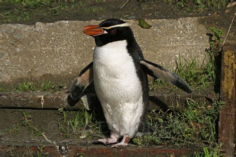 Every Penguin Ranked Which Species Are We Most At Risk Of Losing