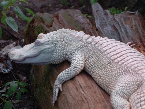 Alligator Albino Leucistic Erythristic And Melanistic Creatures