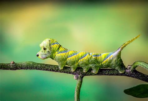 Dog Caterpillar Mutation Free Photo On Pixabay