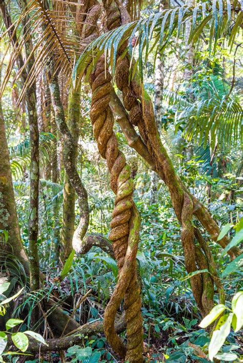 Jungle Vines Stock Image Image Of Winding Twisted Rainforest 44654393