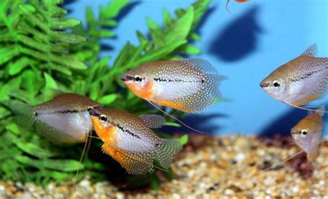 Pictures Of Freshwater Tropical Fish - Unique Fish Photo