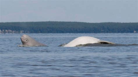 Researchers Puzzle Over Why Beluga Whales In Alaska Havent Recovered