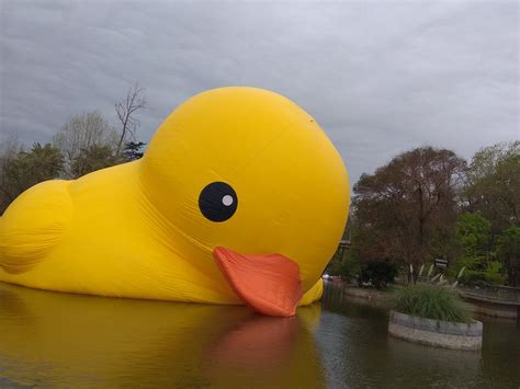 Pato de Hule volverá a nadar en Quinta Normal con un parche curita