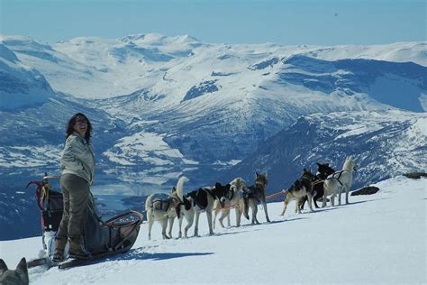 Full Day Dog Sledding Adventure In Norway Beito Husky Tours
