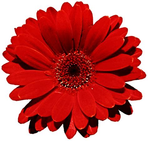 Gerbera Flower Png Afbeelding Hd Png All