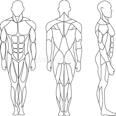 Human Body Outline Front Back Stock Illustrations Human Body