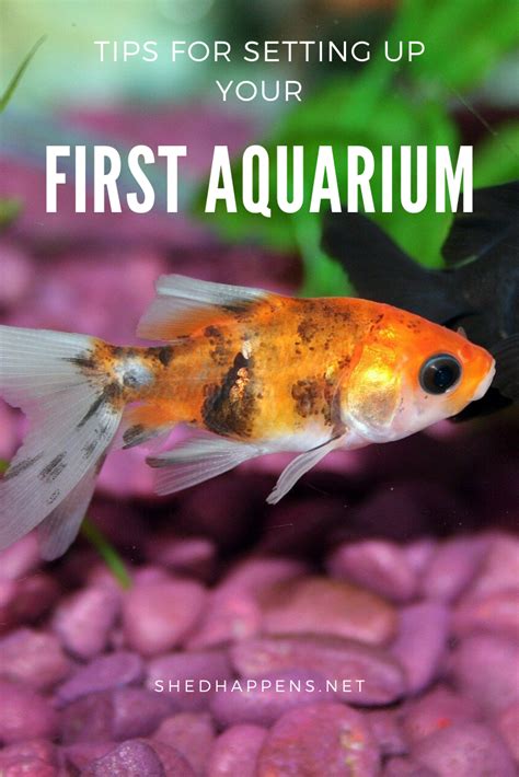 Ive purchased many fish at this store over the years many of which turned out to be great buys! Pet Stores Near Me That Sell Fish Tank