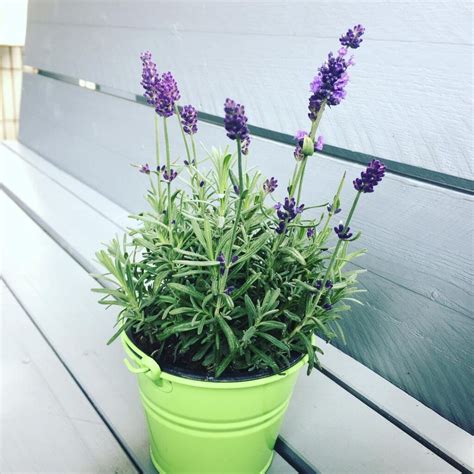 Mold can grow rapidly within 24 hours if the condition is right. Lavender Plant (Lavandula) Care - How to Take Care & Grow ...