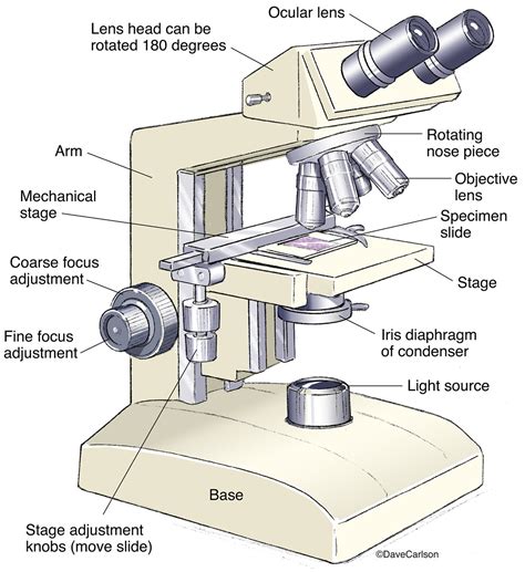 Compound Light Microscope Drawing At Getdrawings Free Download