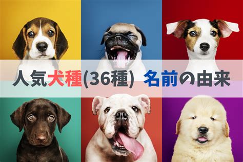 人気犬種の名前の由来教えます（36犬種）｜どのくらい知っていますか