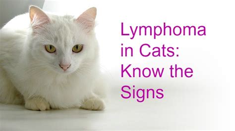 Fur Everywhere Lymphoma In Cats