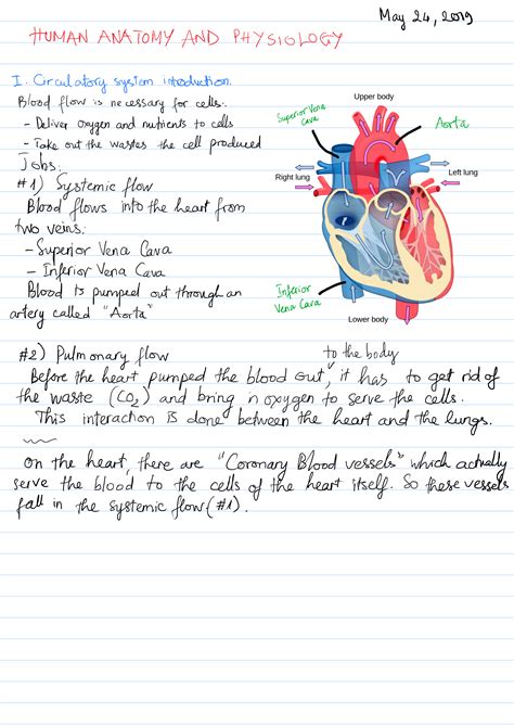 Circulatory System Introduction Thien Hoang