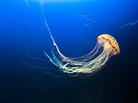40 Fascinating Jellyfish Facts: Interesting Things About One Of The Sea ...
