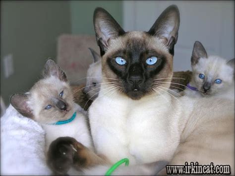 Registered bengals breeder that sale top quality kittens in ontario and worldwide. Siamese Kittens For Sale Near Me - What Is It? in 2020 ...