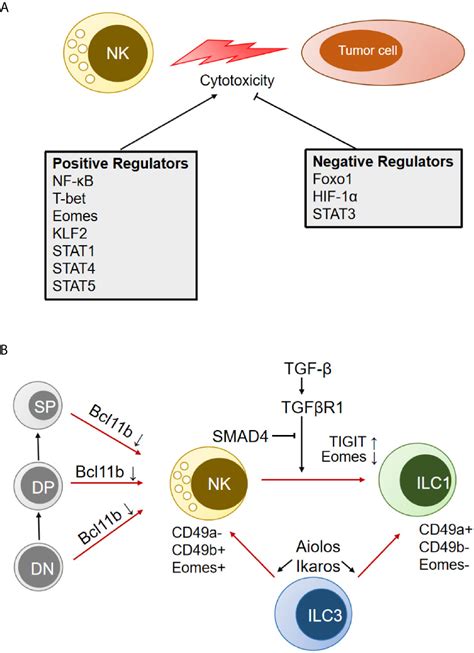 Frontiers Epigenetic Regulation Of Nk Cell Mediated Antitumor Immunity