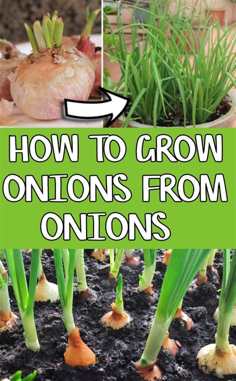 How To Grow Onions From Onions At Home Planting Onions Growing