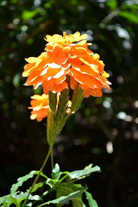 Jabra Flower Plant In Sri Lanka Best Flower Site
