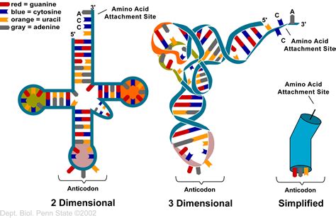 Biology Pictures The Structure Of Transfer Rna