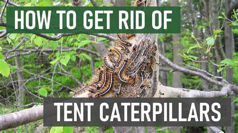Tent Worm Control How To Get Rid Of Tent Caterpillars Tent Worms