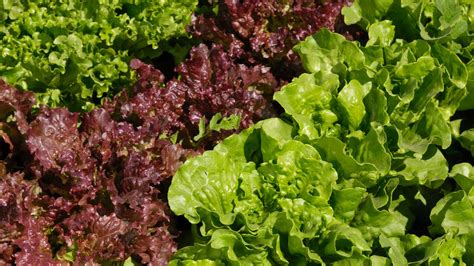 9 Health And Nutrition Benefits Of Red Leaf Lettuce