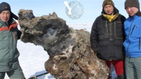 Mammoth Corpse And Blood Found On Arctic Island Photo