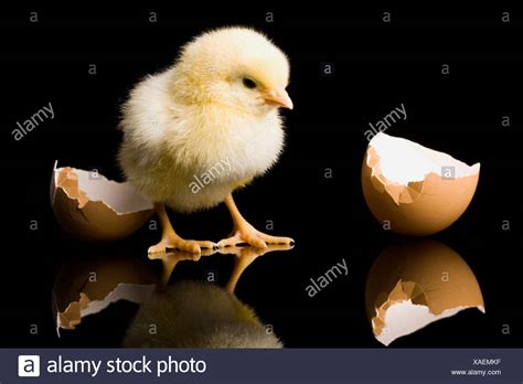 Chick Hatching Egg High Resolution Stock Photography And Images Alamy