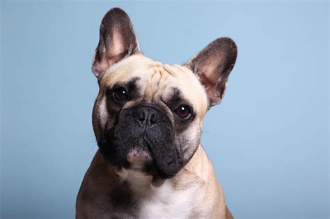 55 Types Of French Bulldog Image Bleumoonproductions
