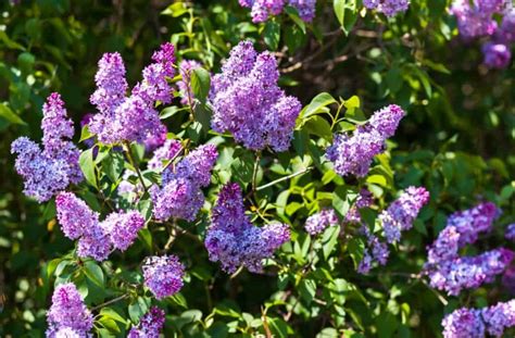 14 Fast Growing Shrubs For Full Sun And High Impact