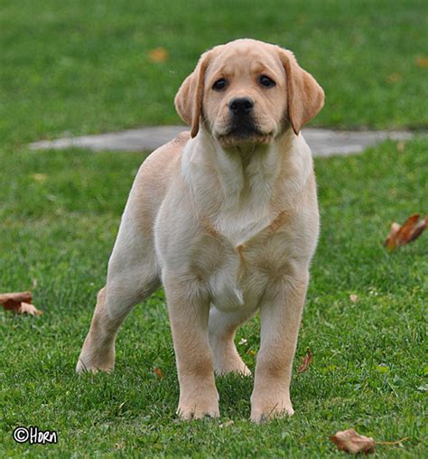 It is a good idea to visit several local breeders before deciding who you want to buy your puppy from. pink13wks10 | Riorock Labrador Retrievers Breeders New England