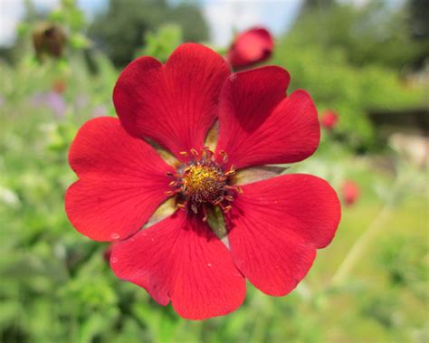 Bright Red Five Petal Flower Monceau Flickr