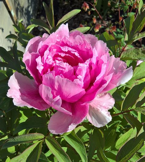 Travels And Other Mullings Japanese Tree Peony