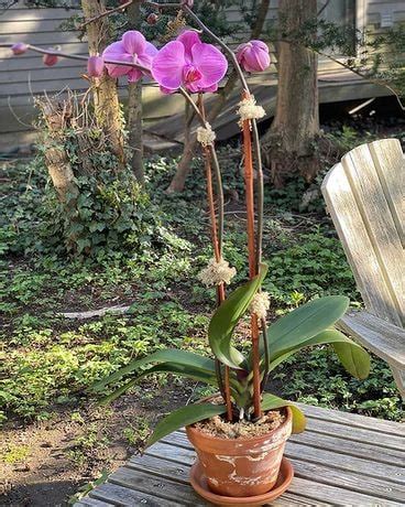 We're family owned and operated, and. Phaleanopsis in Guilford CT - Guilford White House Florist